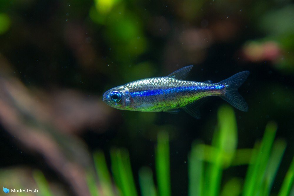 Platinum Green Neon Fish (Paracheirodon simulans) a rare variant of beautiful small fish