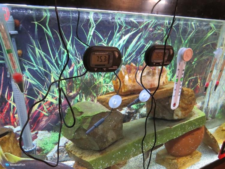 5 Best Aquarium Thermometers Tested (Most Accurate 2023)