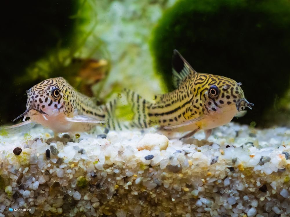 pair of spotted cory catfish on bottom of tank