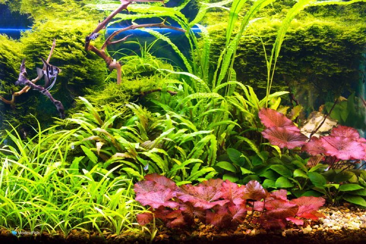 Florida 10 Species Live Aquarium Plants Bundle