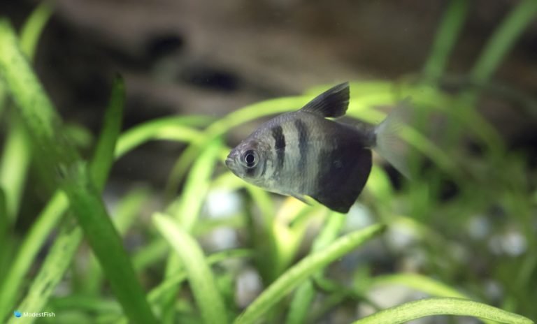 Black Skirt Tetra Care & Tank Set Up Guide For Beginners