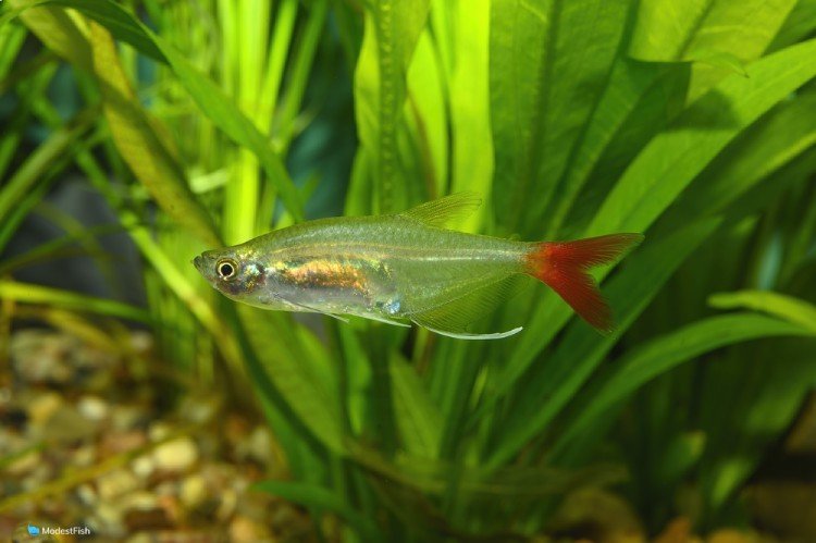 Bloodfin tetra swimming in planted fish tank
