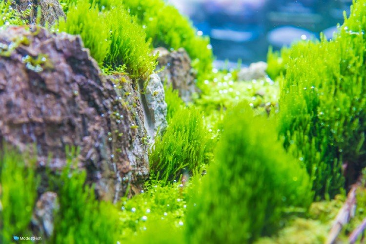 Flame moss planted in aquarium on rocks