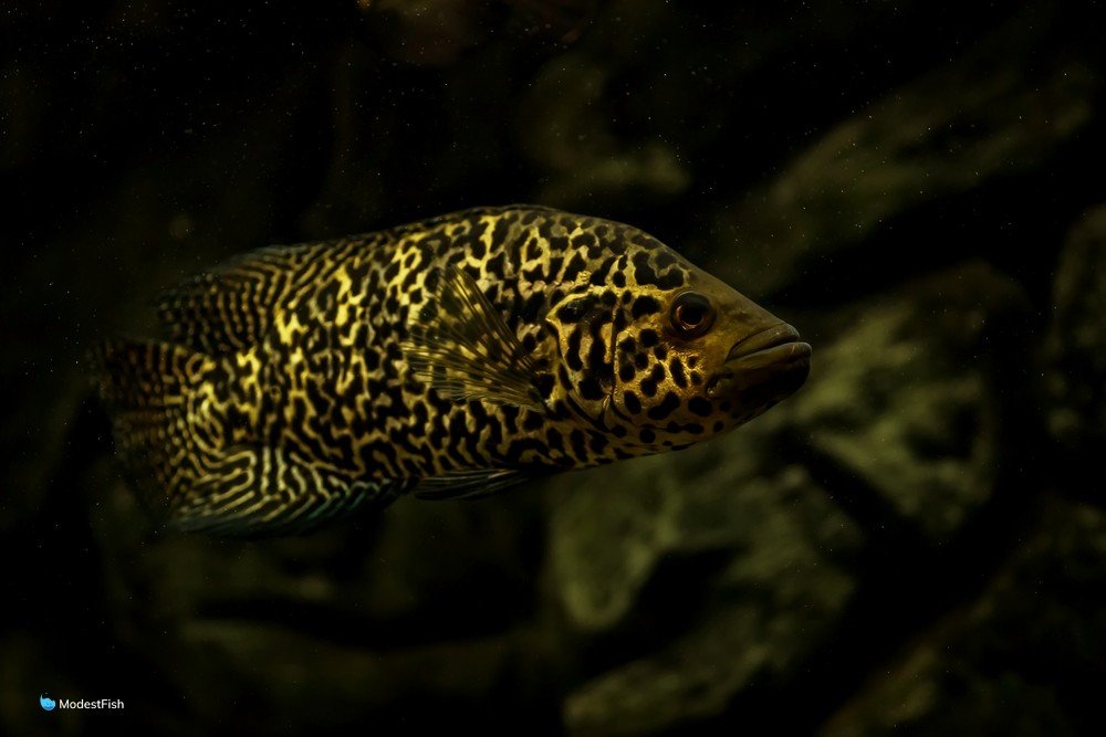 Jaguar cichlid in blackwater aquarium