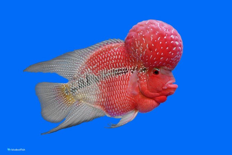 Birght red flowerhorn cichlid swimming with blue aquarium background
