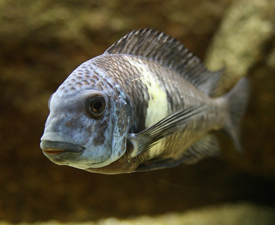 close up of duboisi cichlid