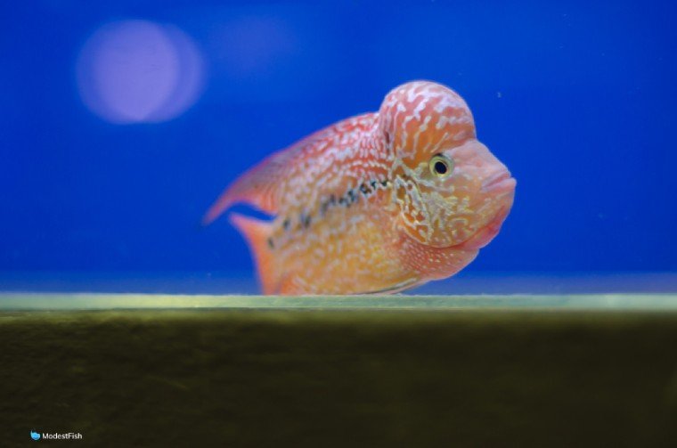 Small vibrant flowerhorn cichlid swimming at front of fish tank
