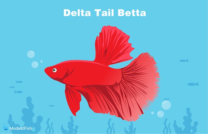Delta tail betta