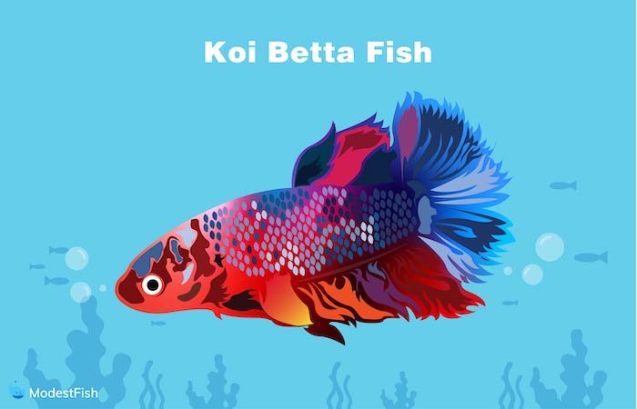 Types Of Betta Fish: All Tail, Color, & Pattern Variations