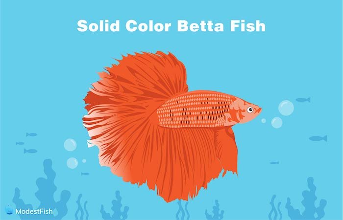 Solid color betta fish