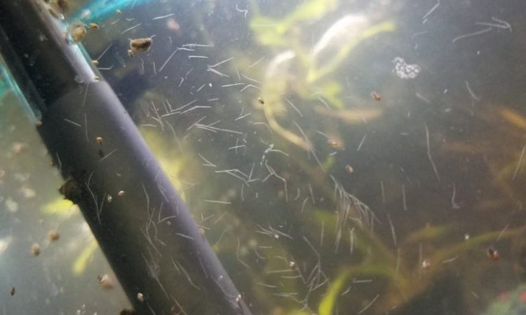 Detritus worms on aquarium glass