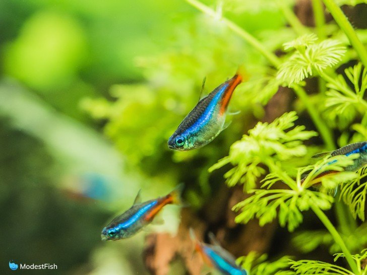 Close up neon tetra in planted tank