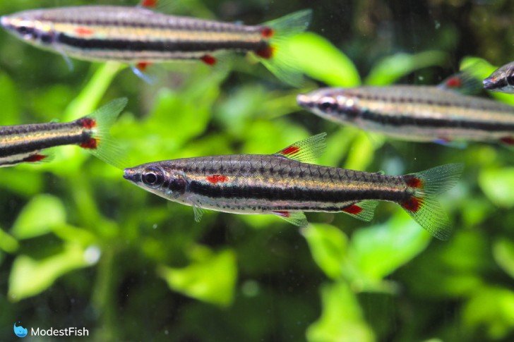 Close up of pencil fish in planted tank