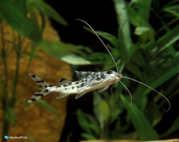 Pictus catfish swimming in planted tank