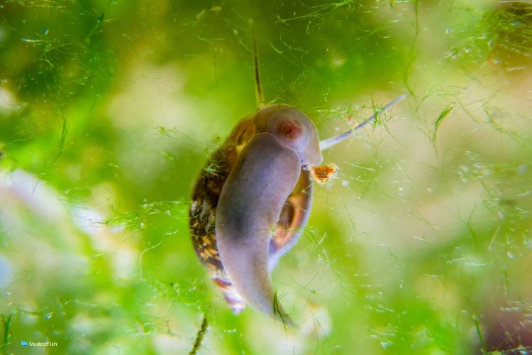 Aquarium snail feeding on aquarium glass