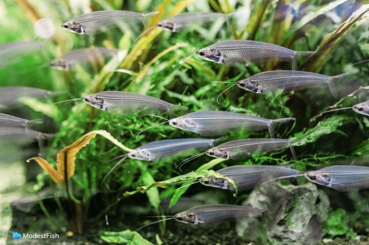 Group of glass catfish amongst aquarium plants