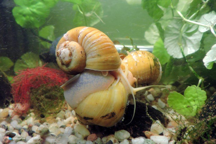 Aquarium snails in tank