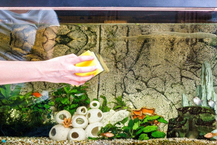 How To Clean Aquarium Glass (Inside & Out)