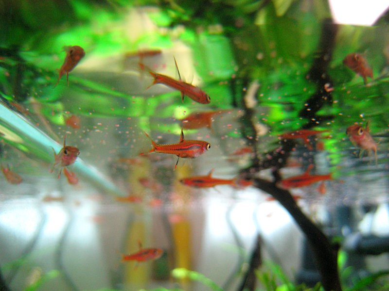 Chili rasboras swimming upper level of aquarium