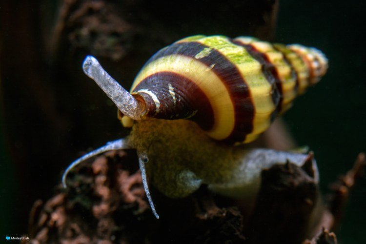 Close up assassin snail in freshwater aquarium