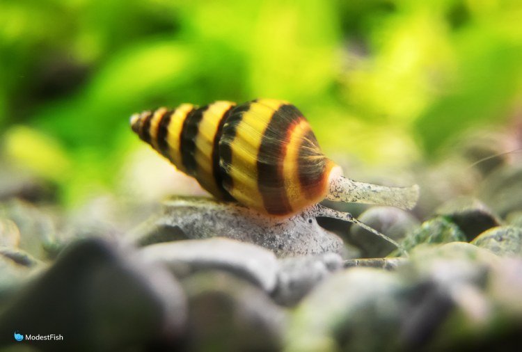Assassin snail in freshwater aquarium