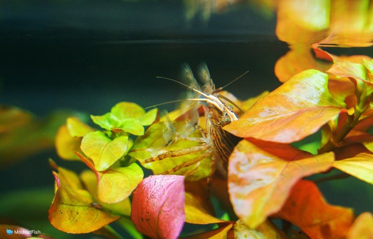 Bamboo shrimp enjoying aquarium plants
