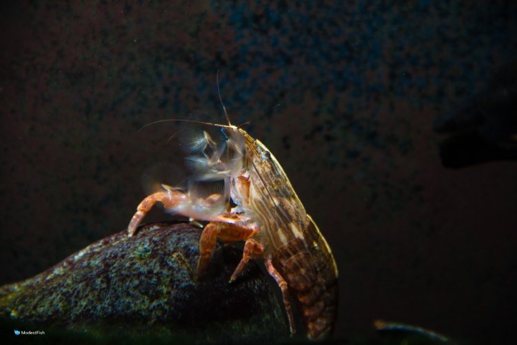 Bamboo shrimp on aquarium rock