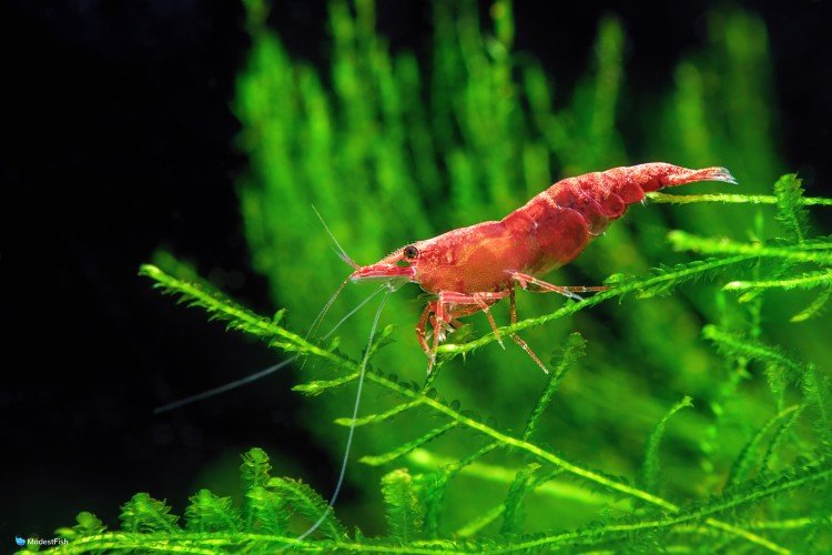 Red cherry shrimp on aquarium plant
