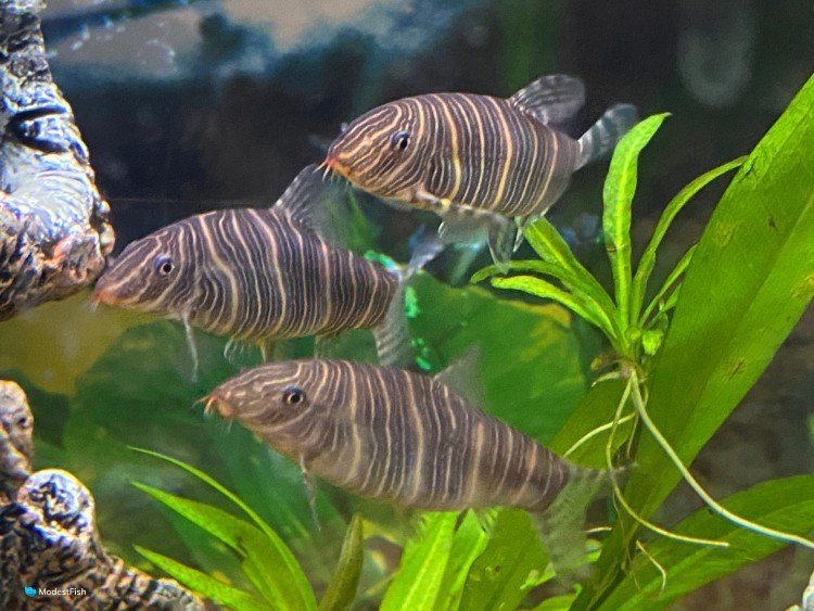 zebra loaches in aquarium