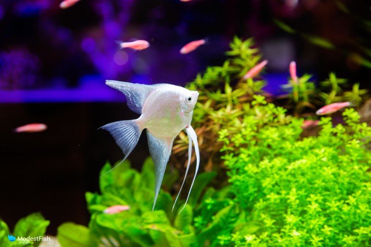 silver angelfish aquarium in night decoration