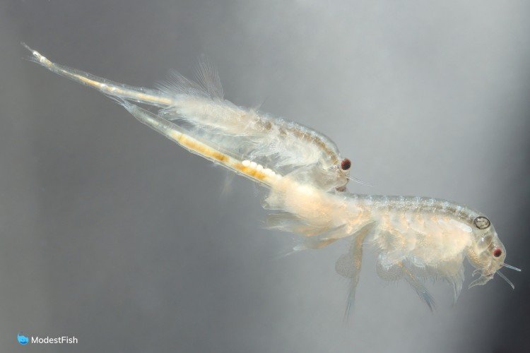 Super close up brine shrimp