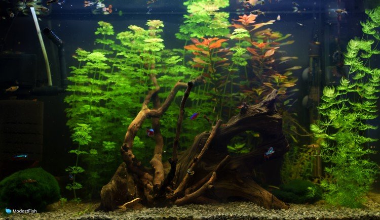 Driftwood in planted freshwater aquarium