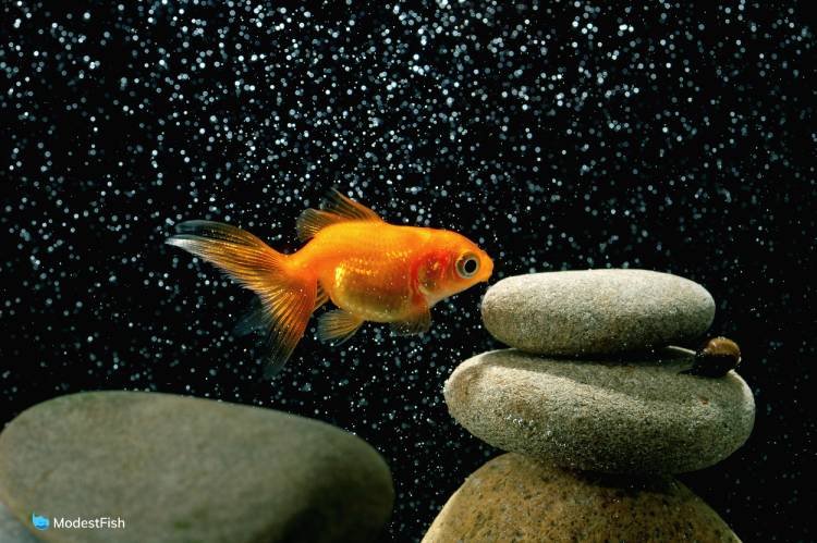 Goldfish in well aerated aquarium