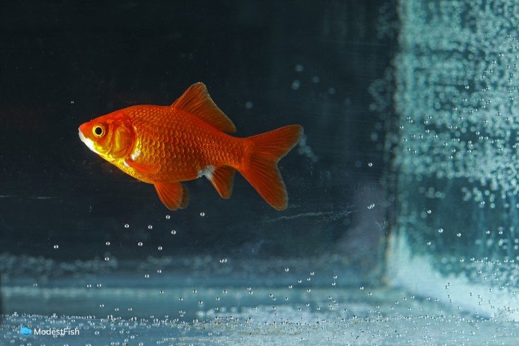 Goldfish swims in quarantine tank