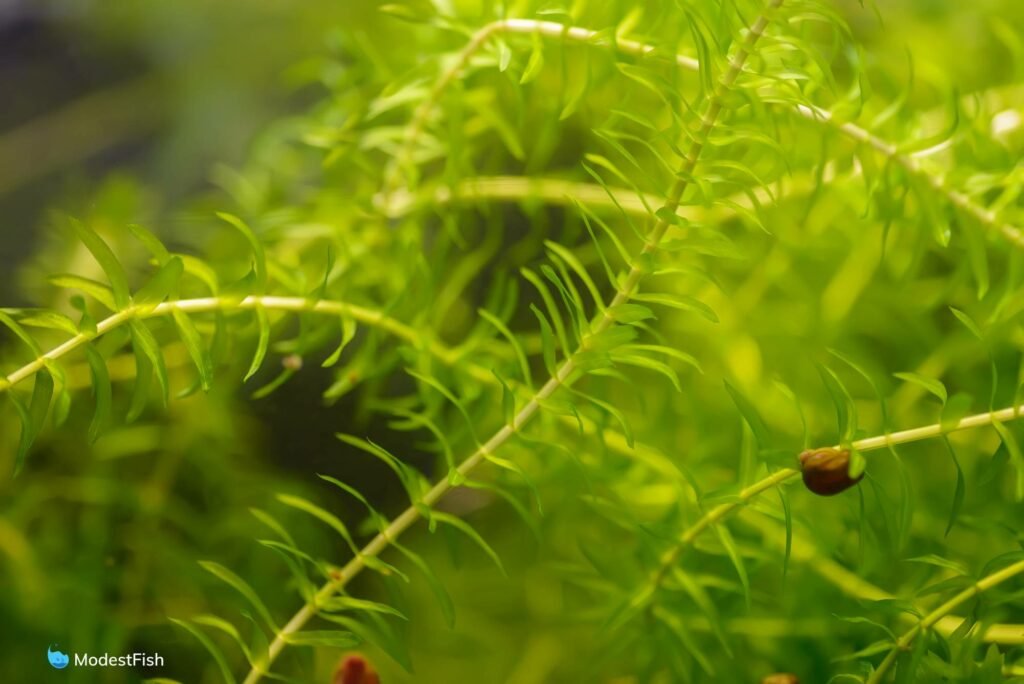 Anacharis (Elodea canadensis) close up in planted tank