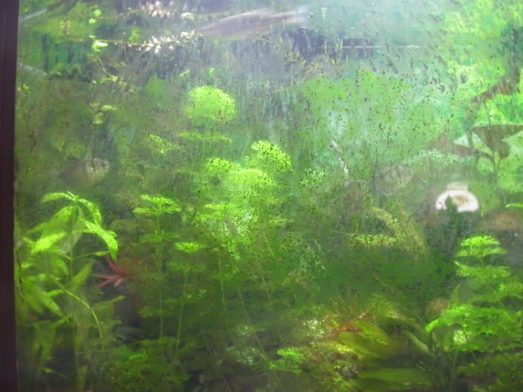 green spot algae on aquarium glass