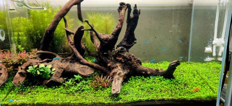 Large driftwood in freshwater planted tank
