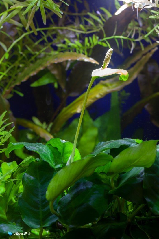 Anubias barteri var. nana blooming in a planted tropical aquarium