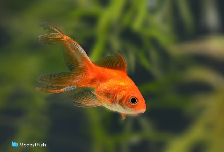 Fantail goldfish swimming in planted aquarium
