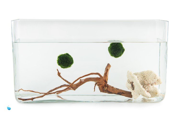 Can Goldfish Live with Moss Balls?