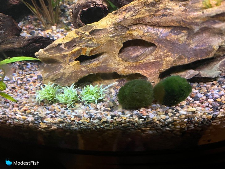 Marimo moss balls in planted tank