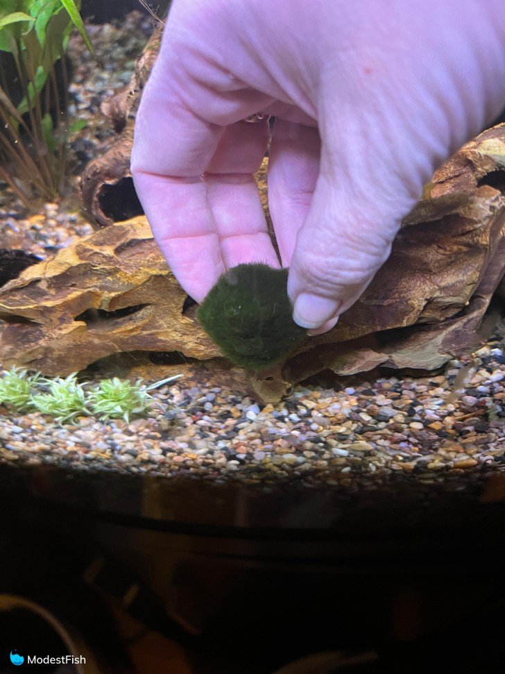 Adding marimo moss balls to aquarium