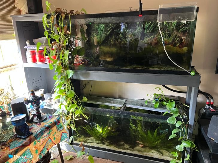 Pothos plant growing in kate's planted freshwater aquarium