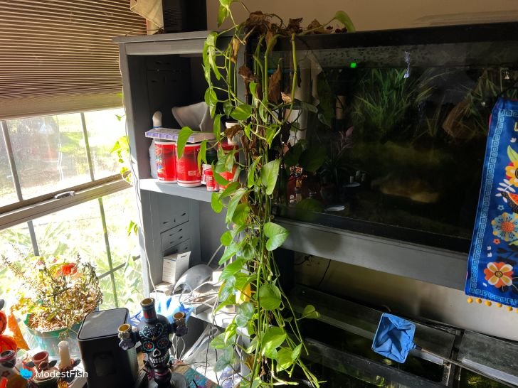 Pothos plant growing out of Kate's planted freshwater aquarium