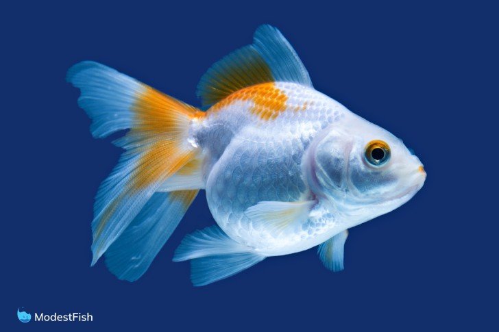 White and orange fantail goldfish close up on blue background