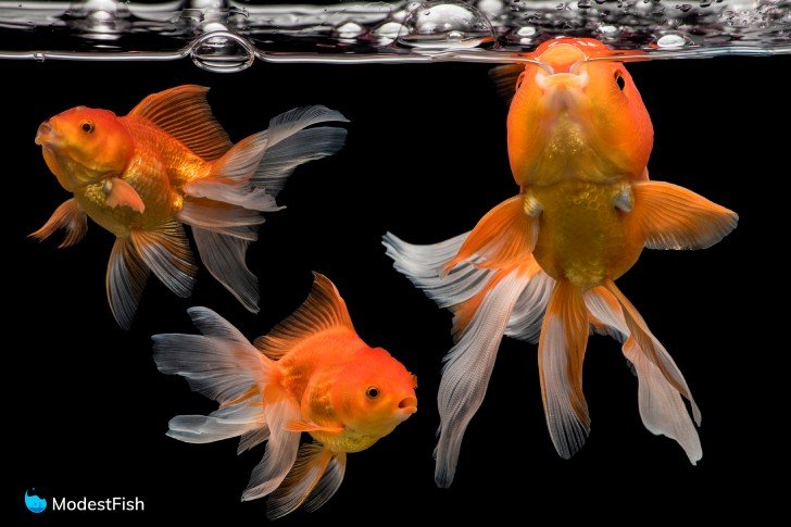 three orange fantail goldfish swimming near surface on tank on black background