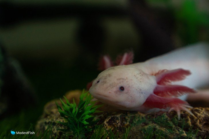 Axolotl close up shot of head resting on aquarium rock