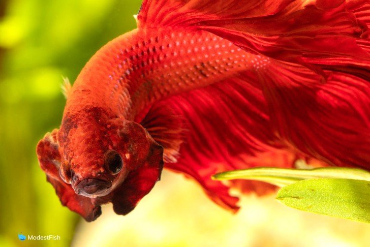 Close up of red betta fish flaring its gills