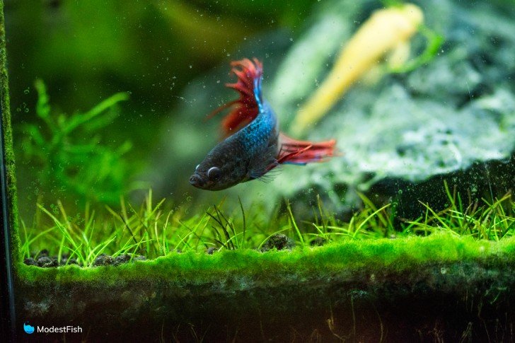 Close up of blue and red betta fish in planted aquarium