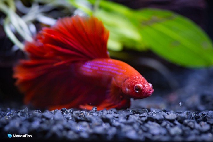 Red betta fish resting on dark substrate on bottom of planted tank
